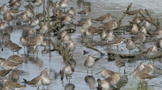 Short-billed Dowitcher