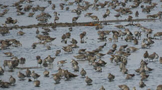 Short-billed Dowitcher