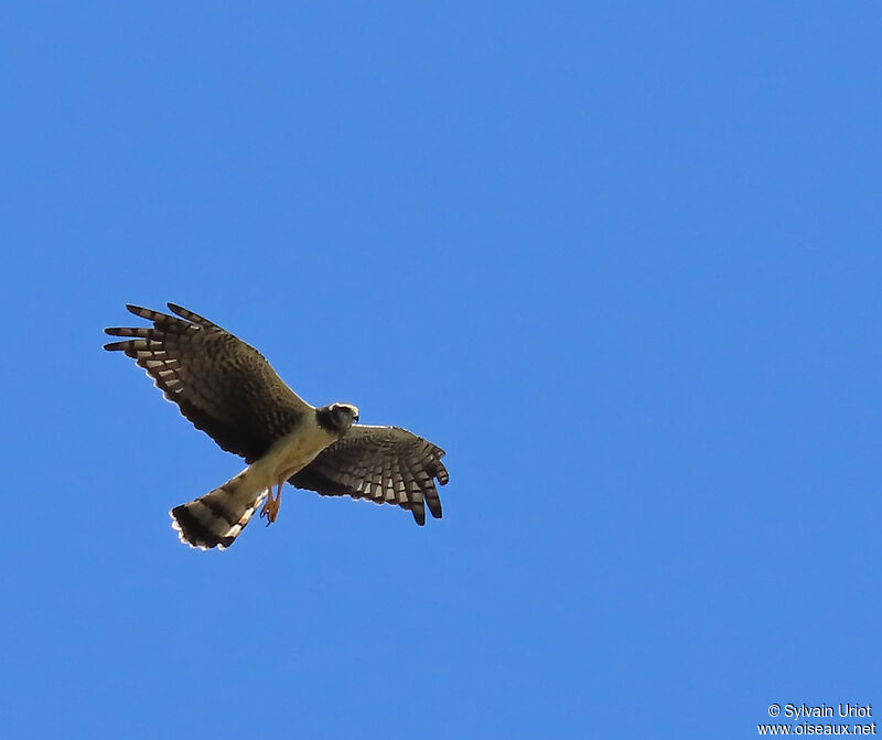 Long-winged Harrier male adult