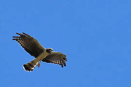 Long-winged Harrier