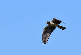 Long-winged Harrier