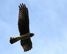 Long-winged Harrier