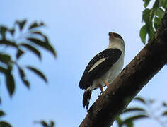 Black-faced Hawk