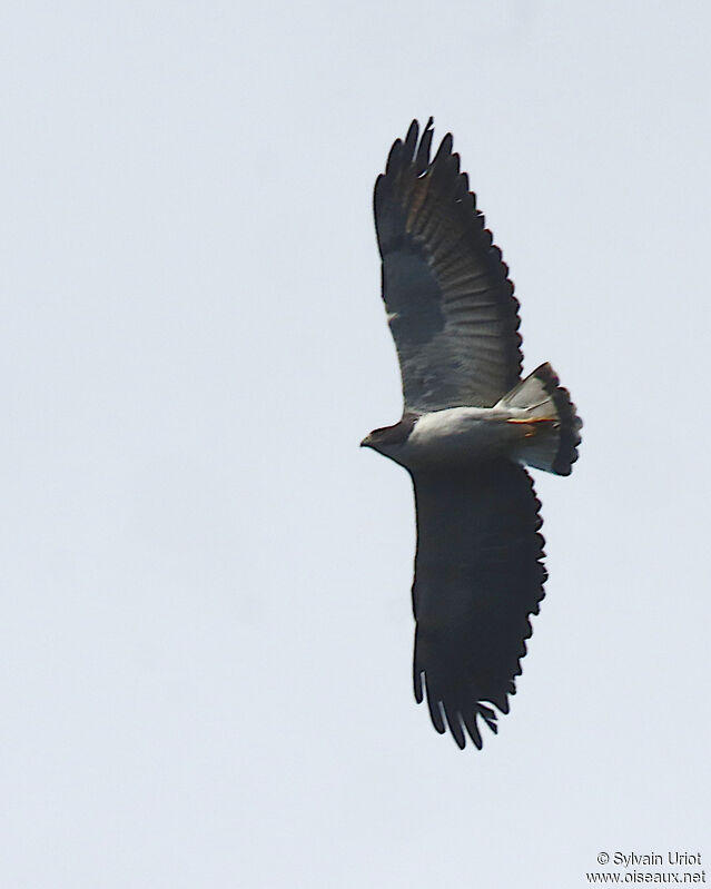 White-tailed Hawkadult