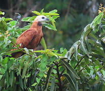 Black-collared Hawk