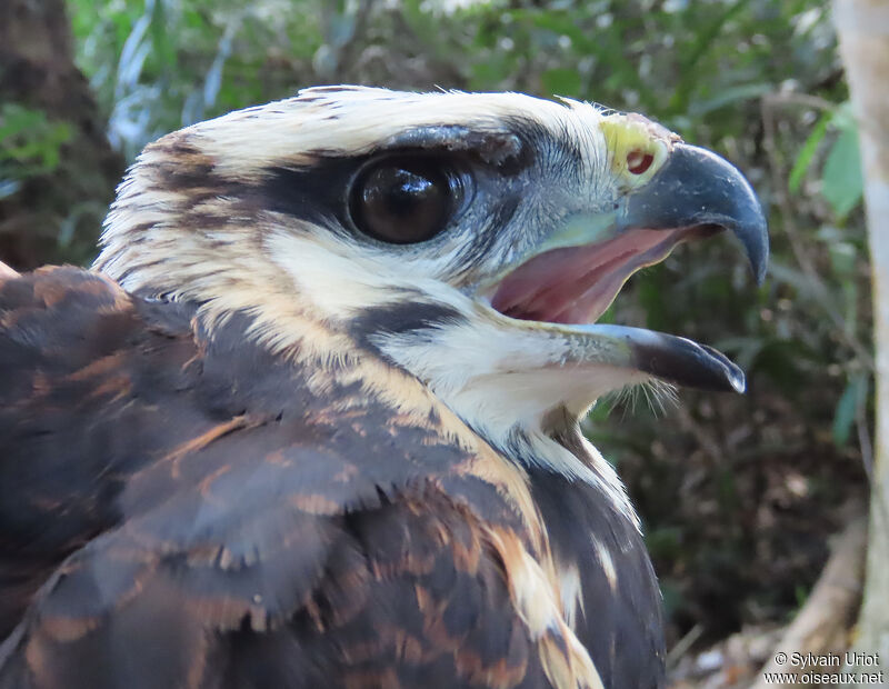 Grey-lined Hawkjuvenile