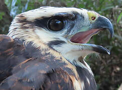 Grey-lined Hawk