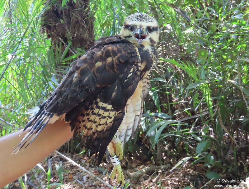 Grey-lined Hawkjuvenile