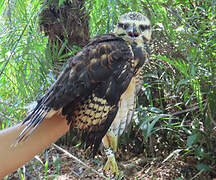 Grey-lined Hawk