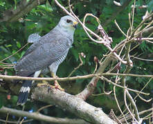 Grey-lined Hawk