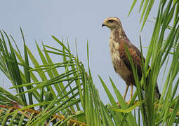 Savanna Hawk