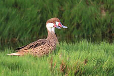 Canard des Bahamas