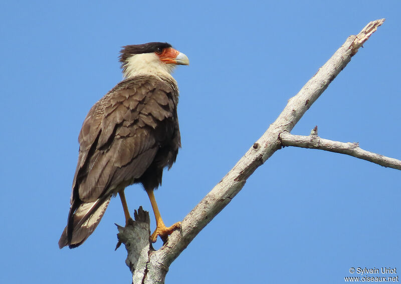 Crested Caracara (cheriway)adult