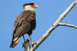 Crested Caracara (cheriway)