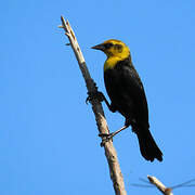 Yellow-hooded Blackbird