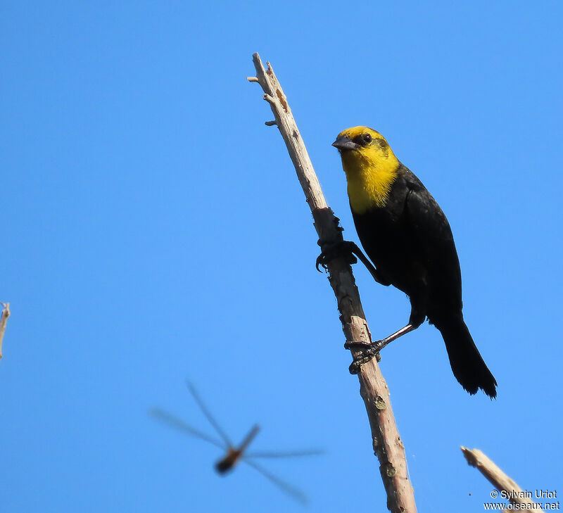 Yellow-hooded Blackbird male immature