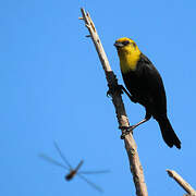 Yellow-hooded Blackbird