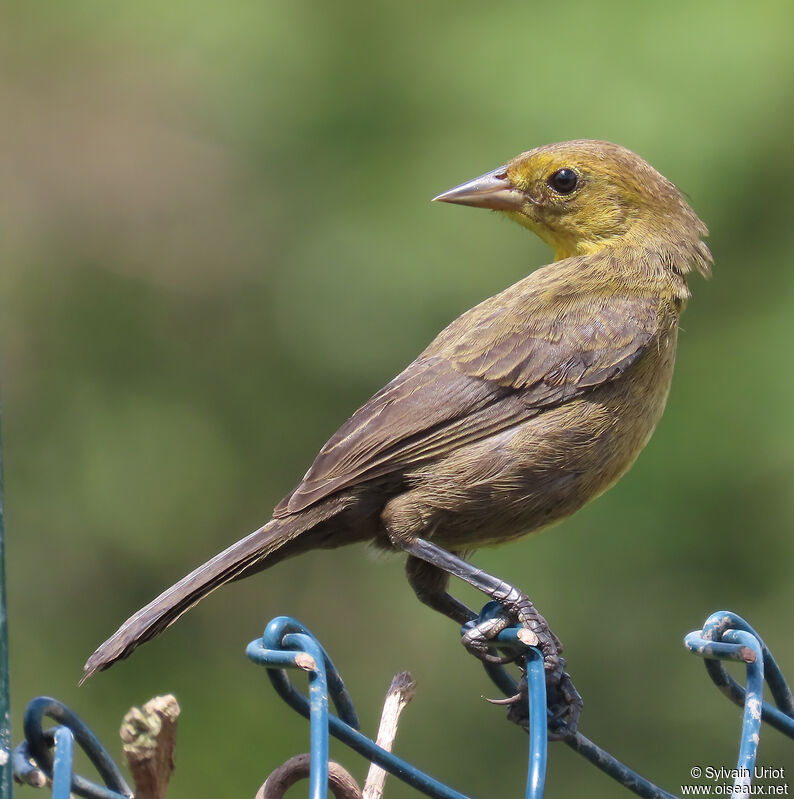 Yellow-hooded Blackbirdimmature