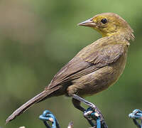 Yellow-hooded Blackbird