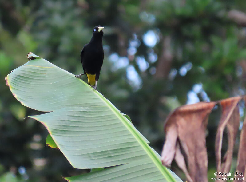 Yellow-rumped Caciqueadult