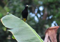 Yellow-rumped Cacique