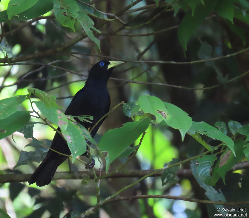 Red-rumped Caciqueadult