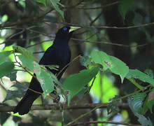 Red-rumped Cacique