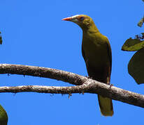 Green Oropendola