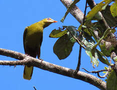 Green Oropendola