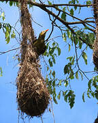 Green Oropendola