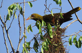 Green Oropendola