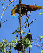 Green Oropendola