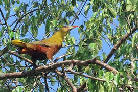 Green Oropendola