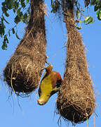 Green Oropendola