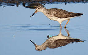 Lesser Yellowlegs