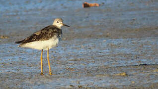 Lesser Yellowlegs