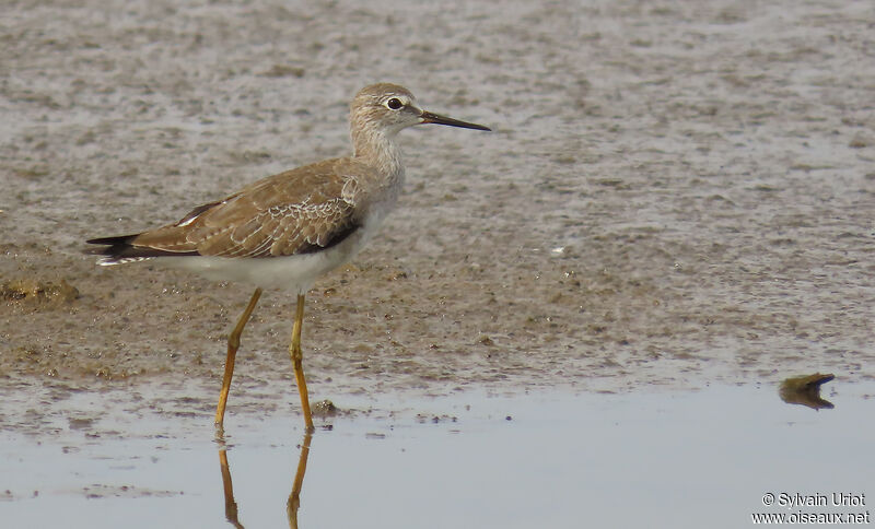 Lesser Yellowlegsadult post breeding