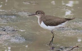 Spotted Sandpiper