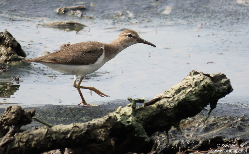 Spotted Sandpiperadult post breeding