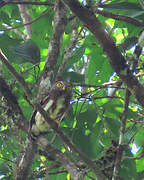 Amazonian Pygmy Owl