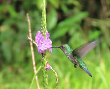 Colibri à menton bleu