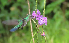 Colibri à menton bleu