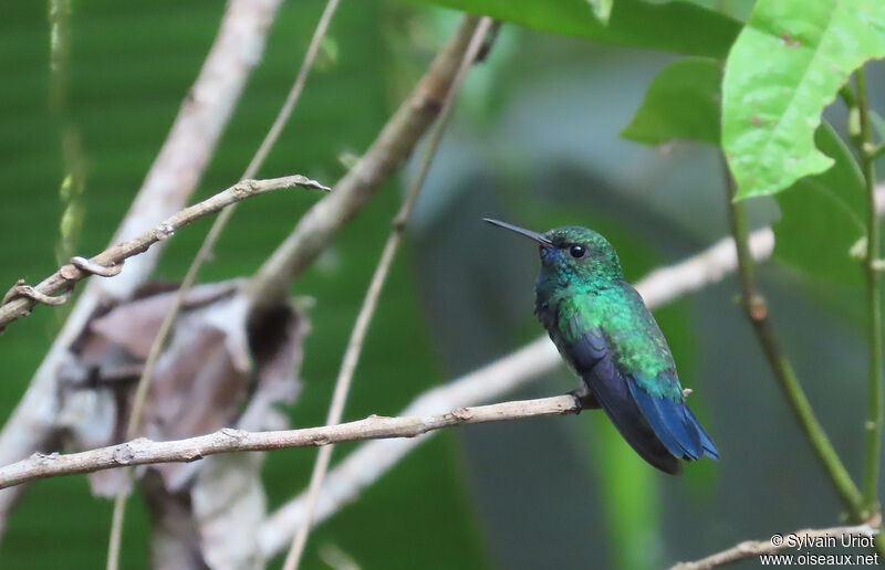 Blue-chinned Sapphire male adult