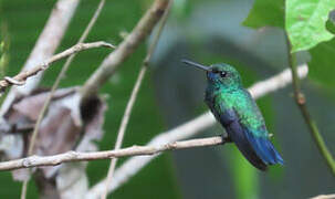 Colibri à menton bleu