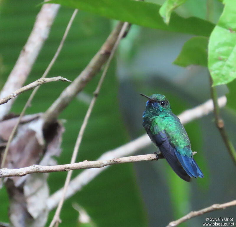 Blue-chinned Sapphire male adult