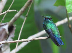 Blue-chinned Sapphire