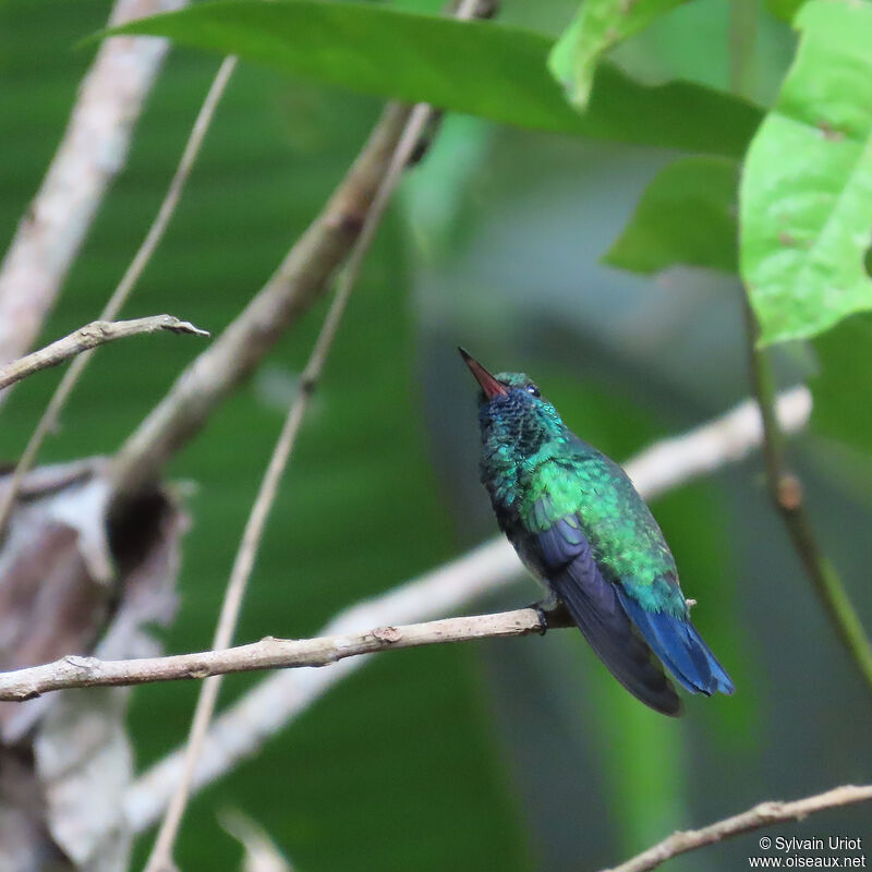 Colibri à menton bleu mâle adulte