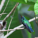 Colibri à menton bleu