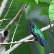 Colibri à menton bleu