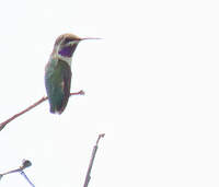 Colibri à queue courte